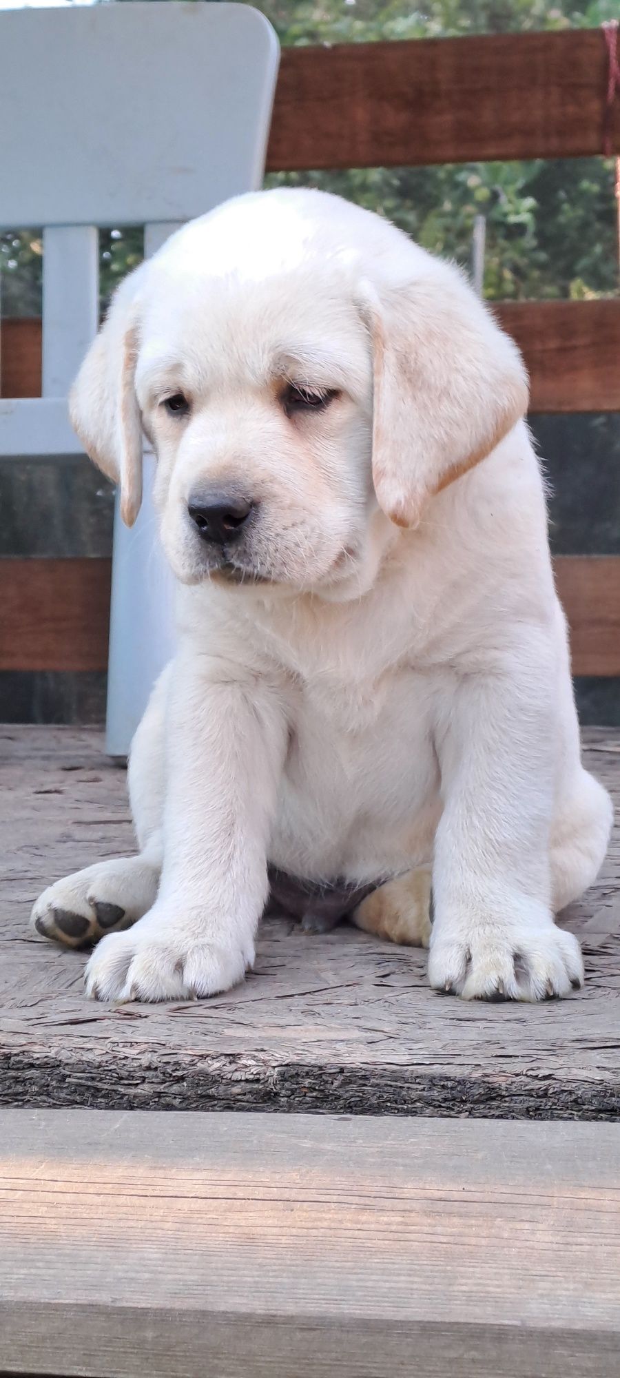Labrador retriever samiec