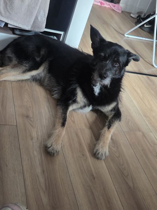 Oddam psiaka 4 letniego