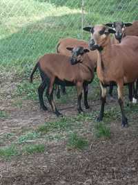 Owce kameruńskie/barbados