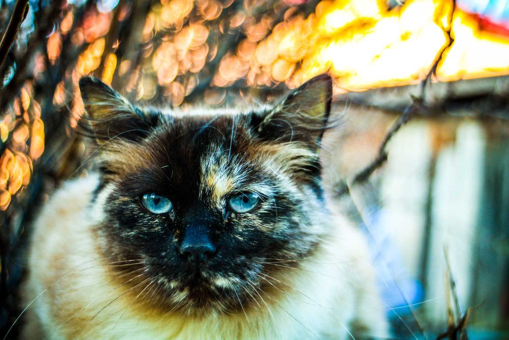 Soligor 35mm 2.8 sony Topcor canon fd m42 leica meike