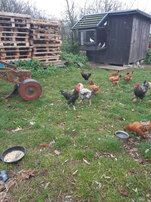 Koguty młode z kwietnia