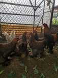 Ovos Brahmas Perdiz