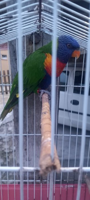 Fêmea de loris de 2024