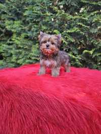 Śliczna suczka gotowa do zmiany domku  Yorkshire Terrier Ocean Pearl