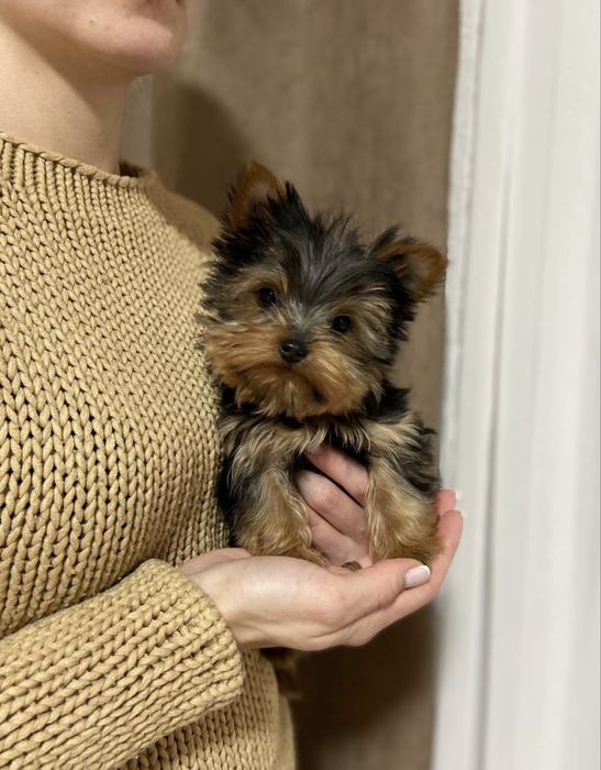 Хлопчик міні йорк до 2кг