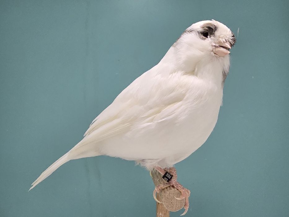 Gloster kanarek kanarki szafir szek 2025 samiec