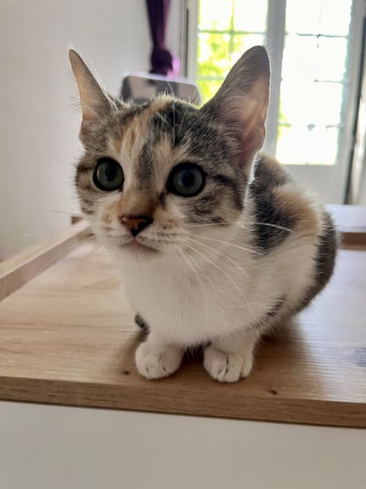 5 gatinhos - adopção responsável