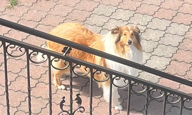 Owczarek Szkocki Długowłosy – szczeniaczki z hodowli Royal Collie