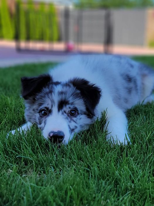 Super Border Collie piesek