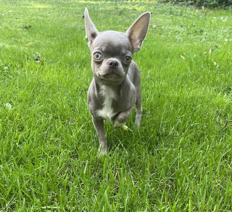 **TIMON**CUDNY liliowo srebrny chłopczyk chihuahua dla konesera rasy**