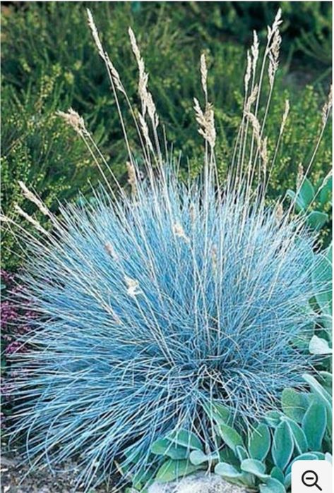 Овсяница голубая, большой куст