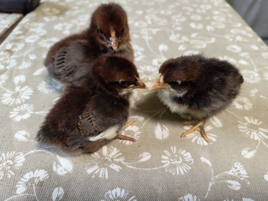 Jajka lęgowe, kurczaki