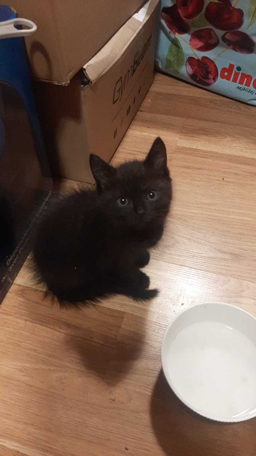 Koty do adopcji -czarne kociaki nie przynoszą pecha :)