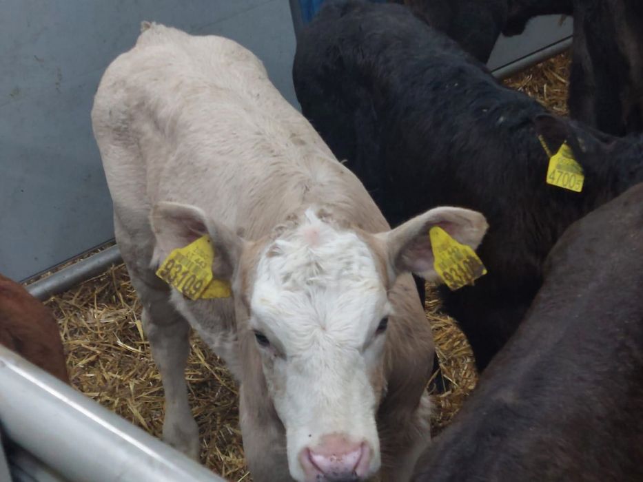 Sprzedam cielaki Jeruzal