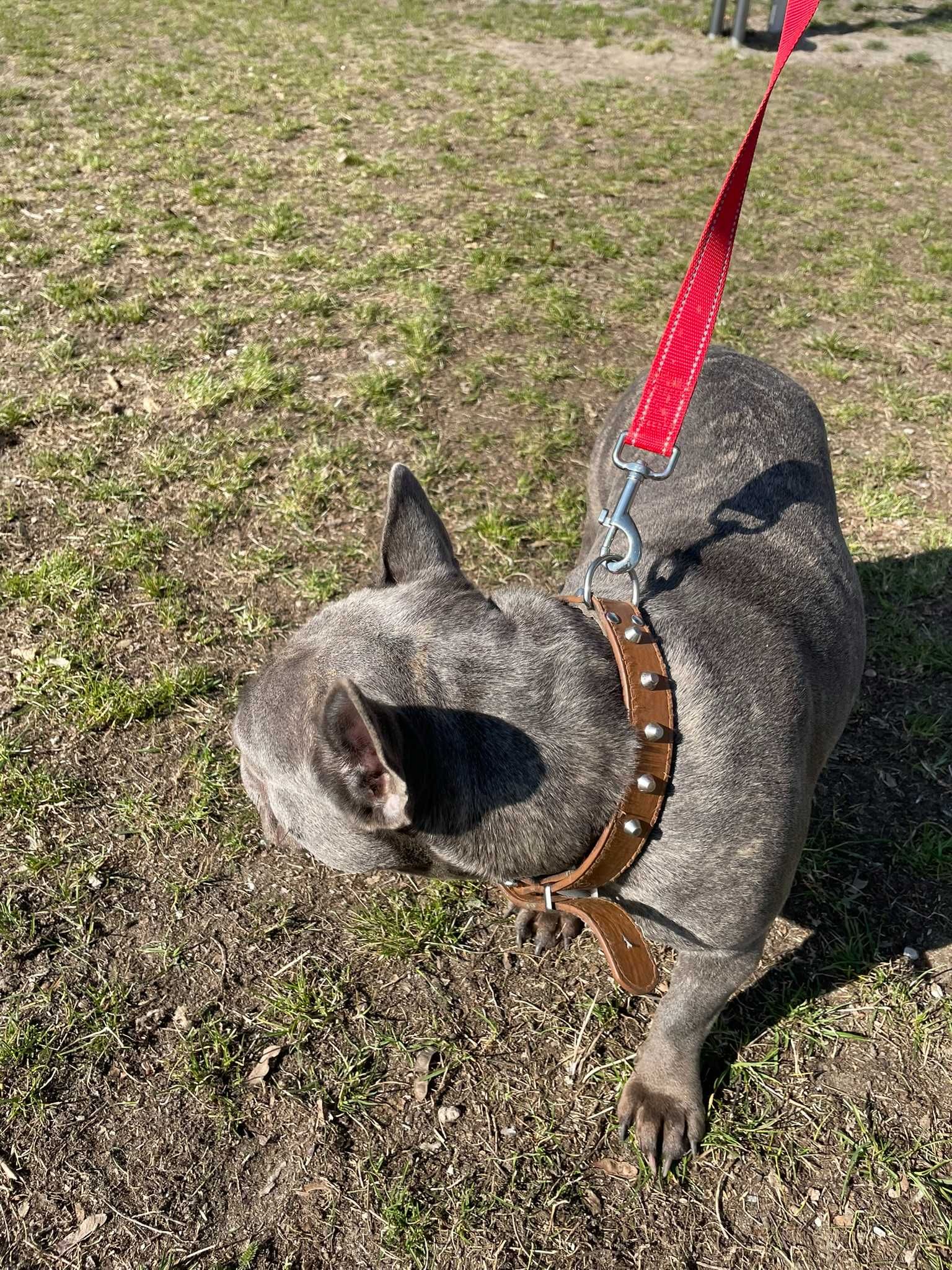 Buldog Francuski, SuKA Buldoga Francuskiego nie PIES
