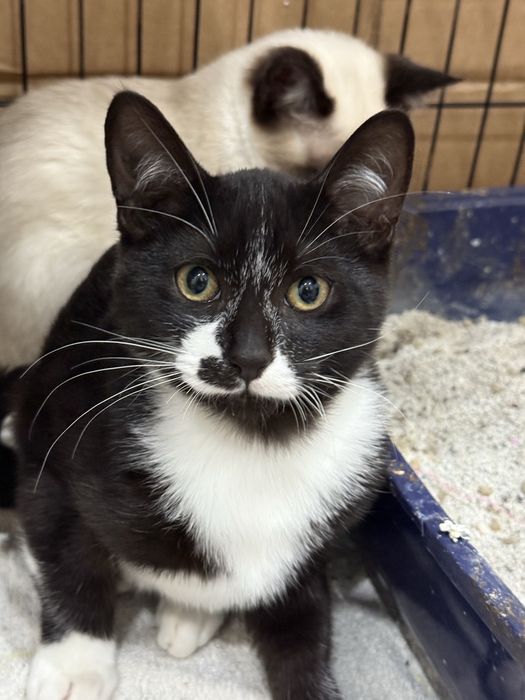 Gatinho macho 3 meses meigo e brincalhão para adoção