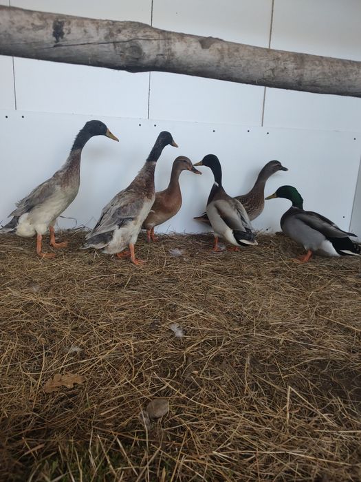 Kaczki biegusy, krzyżówki