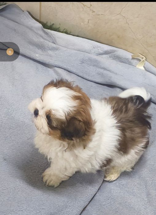 Shih-Tzu macho disponível