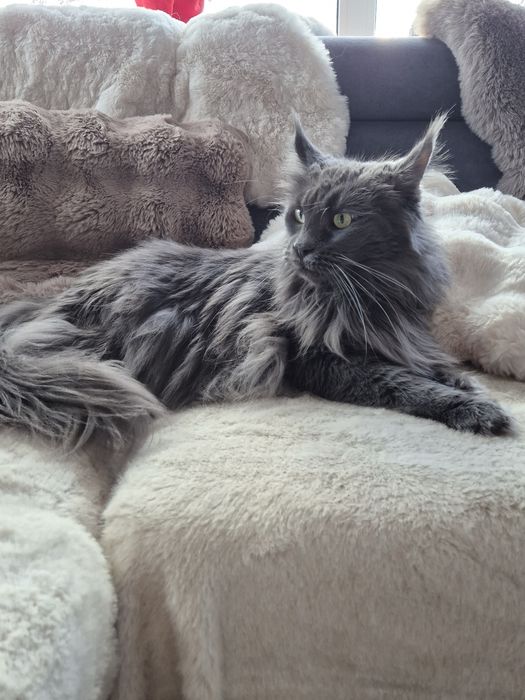 Kotka Maine Coon