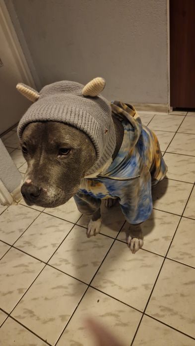 Opieka dla psa 2 razy w miesiacu na weekend