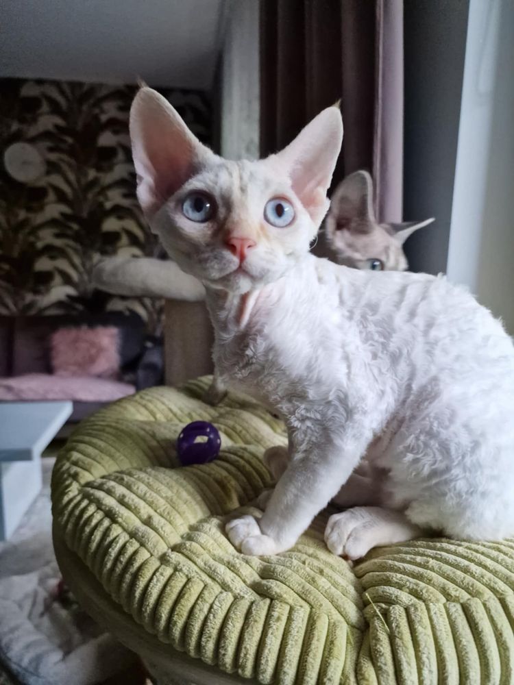Kot Devon Rex kremowy point