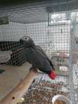 Papagaio cinzento