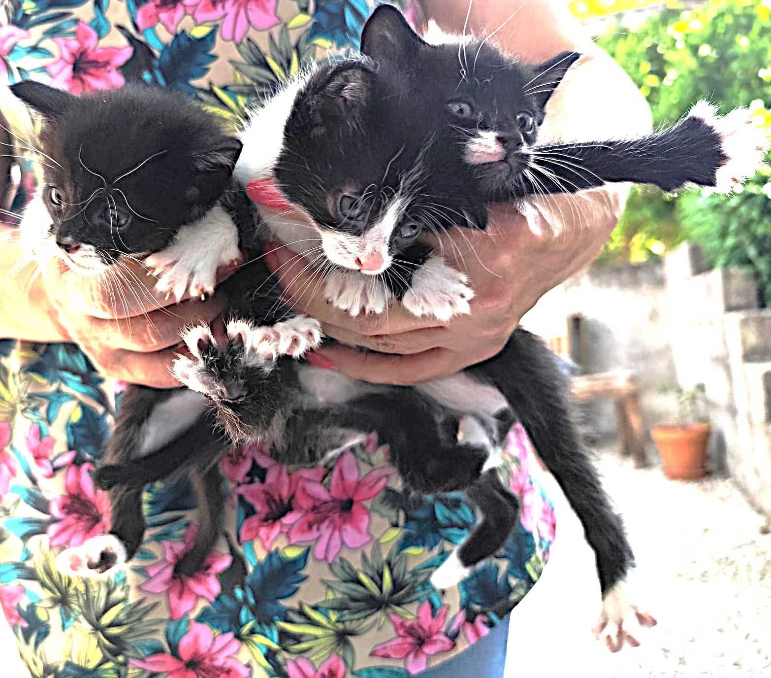 gatinhos/as pretinhos europeios e tuxedo em adopção responsável 1 mês.