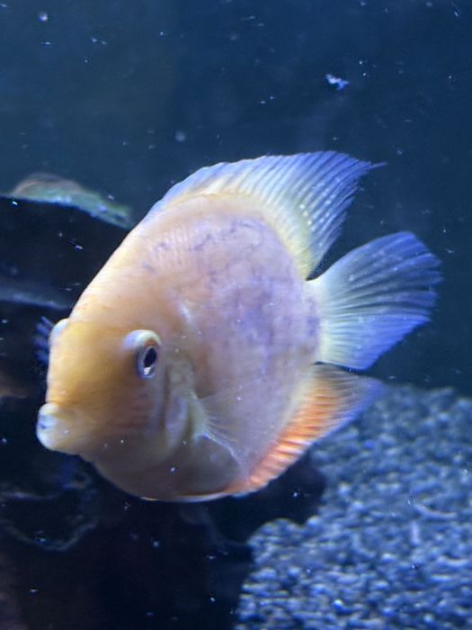 Boca de Fogo, Severus Gold , Oscar Albino