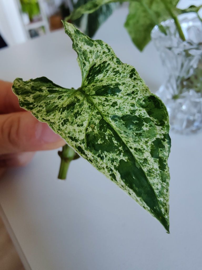 Syngonium mottled mojito obłędnie wybarwione sadzonki pedowe