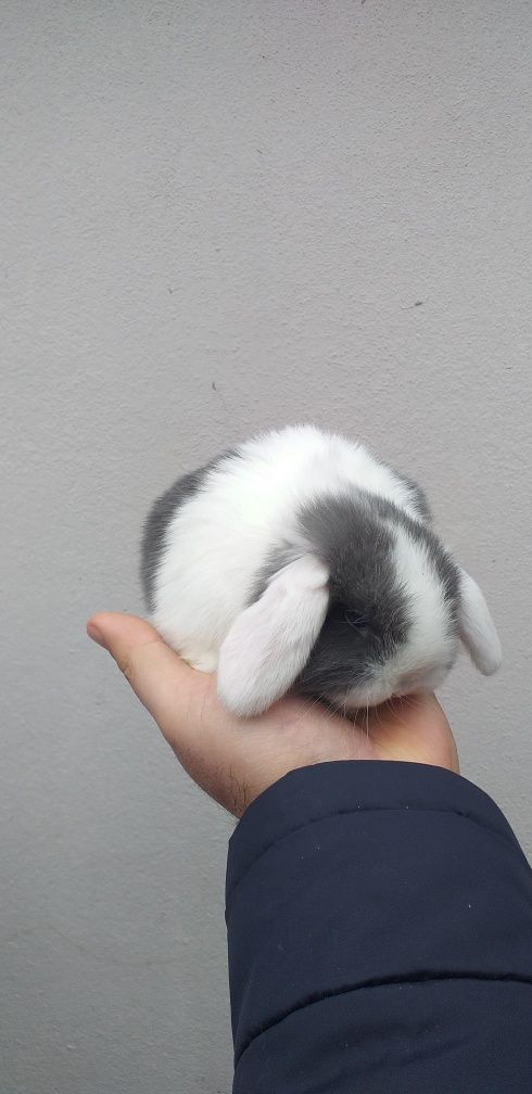 Kit Coelhinhos anões mini lop belier puros