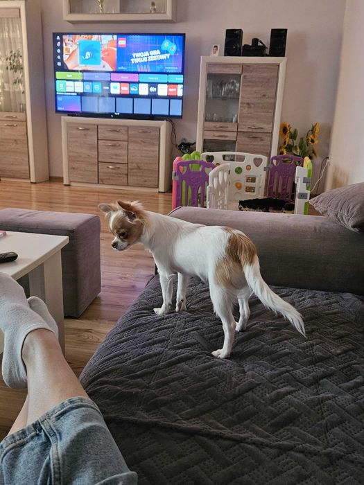 Chihuahua długowłosy piesek