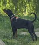 Pies Dobermann samiec z rodowodem