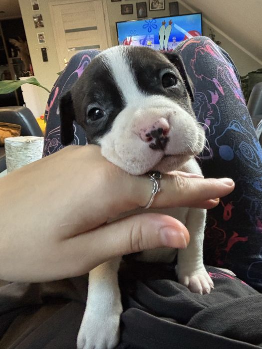 Amstaff suczka szczeniak