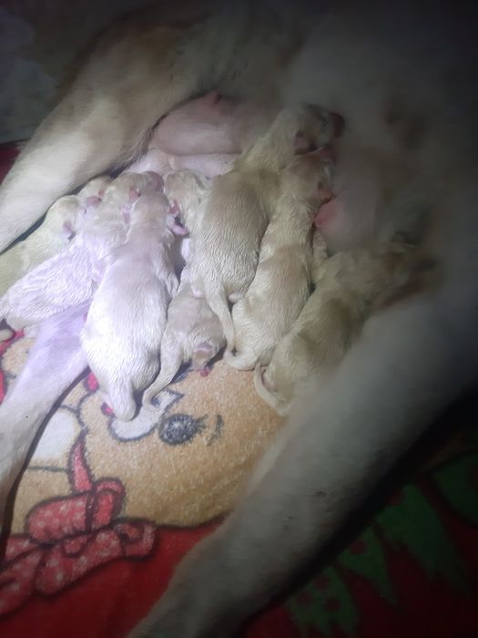 Тато Джоньо.Мама Стела.