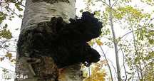 Okazja - 1,5 kg Chaga / Czaga / Inonotus obliquus / Czarna huba z brzo