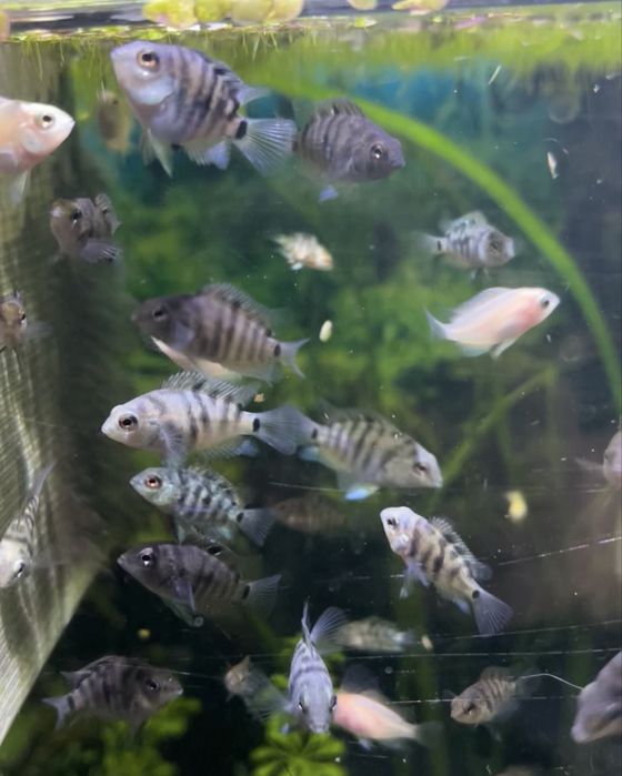 Papagaios anões safira e albinos