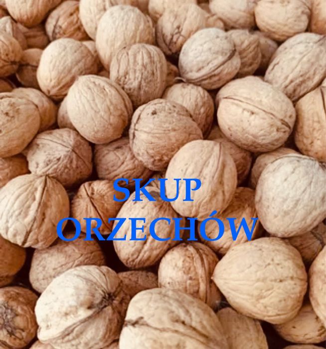 Skup orzechów włoskich w skorupie
