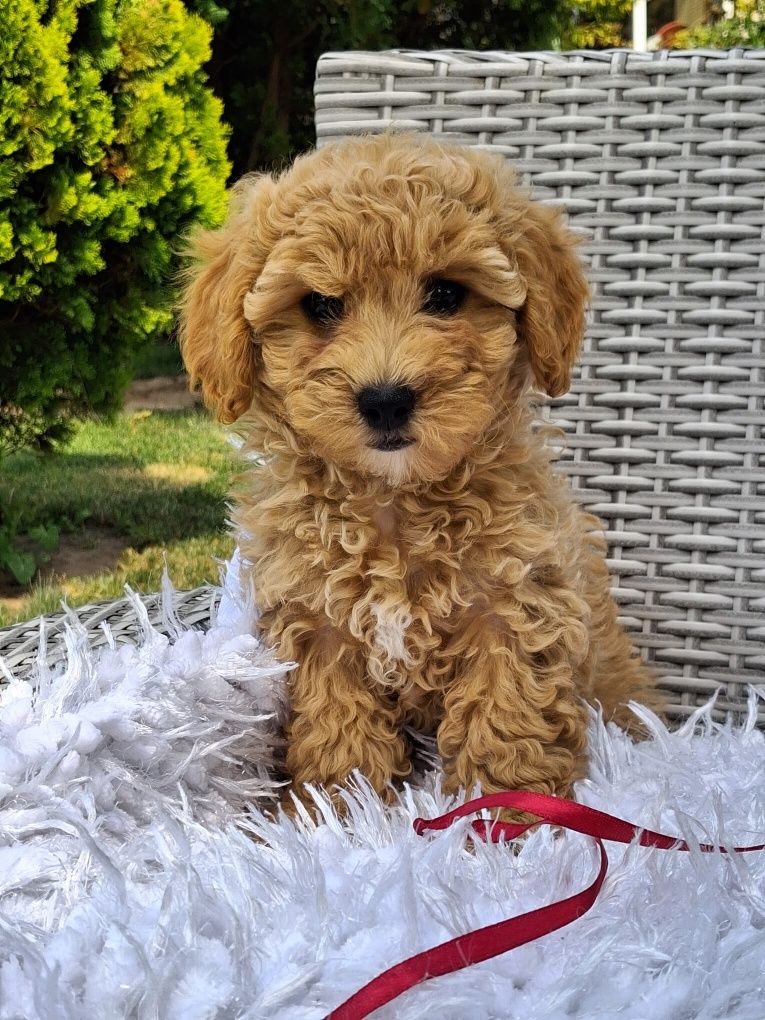 Śliczna suczka Maltipoo