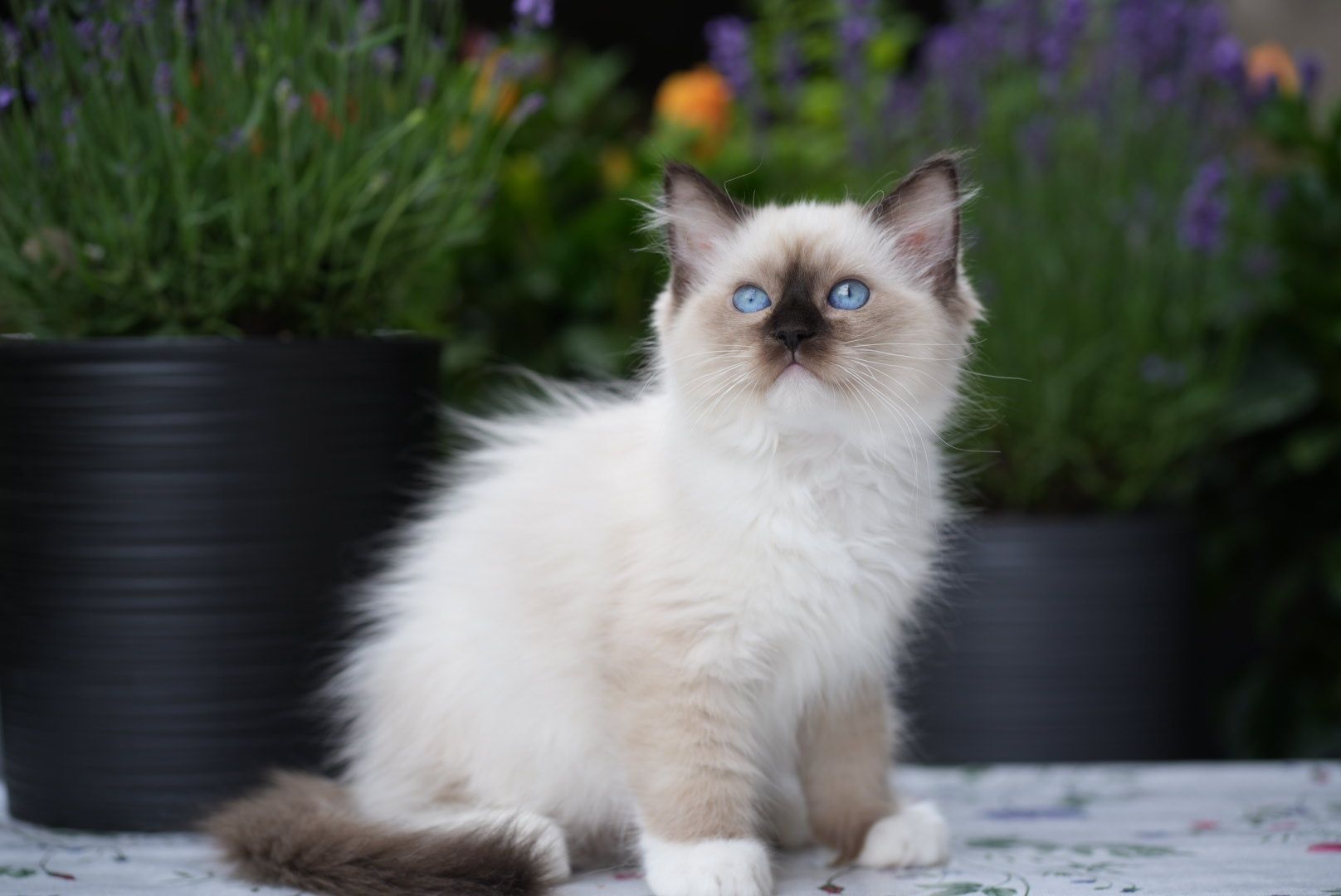 Kocurek ragdoll odbiór czerwiec Cattris