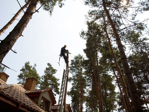 Wycinka drzew, przycinanie drzew, alpinistycznie / z podnośnika
