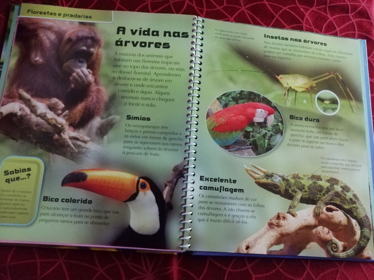 Livro infantil "O Mundo Animal"