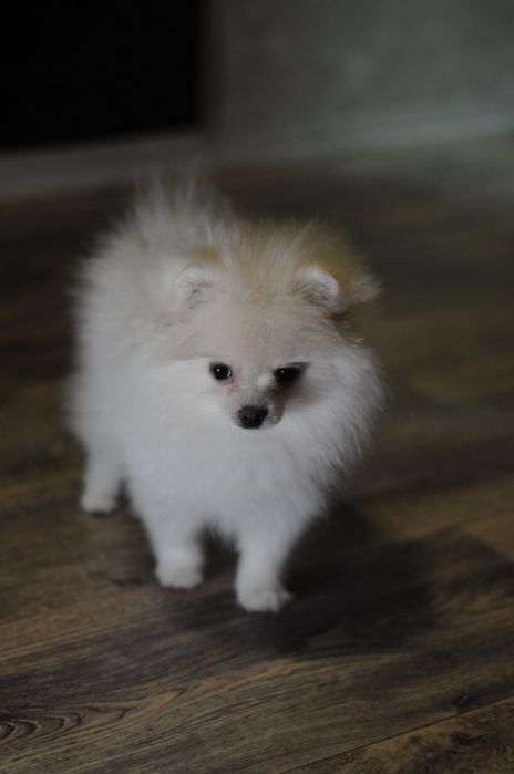 Лялькова міні помераночка