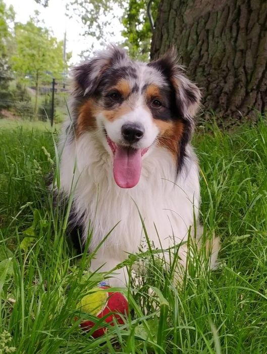 Owczarek australijski typ amerykański aussie szczeniak szczenięta FCI