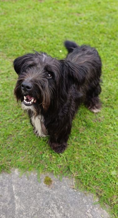 Bąbelek,cudowny psiak