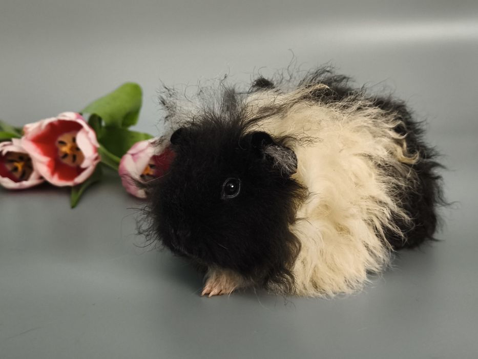 Świnka morska texel długowłosa z rodowodem, rasowa, bogata wyprawka