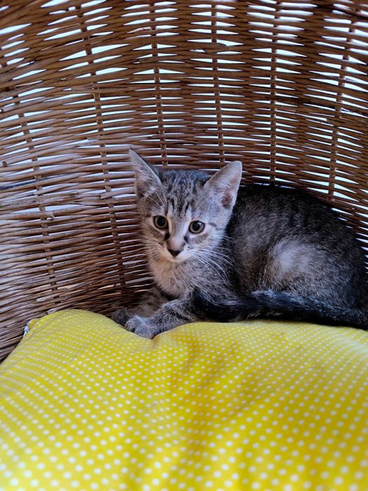 Kociątko Lusi do adopcji