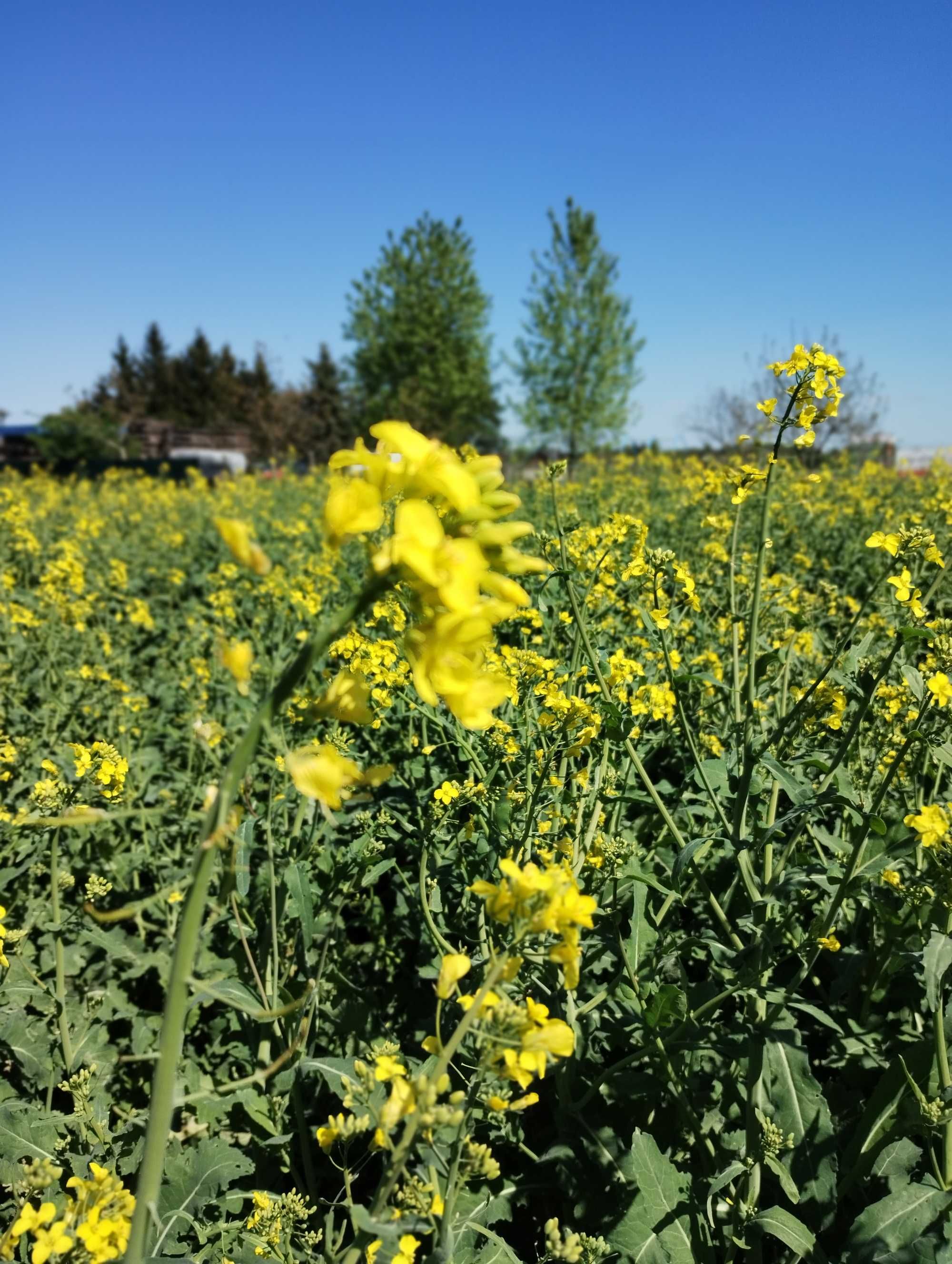 Pyłek pszczeli naturalny tego roczny
