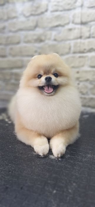 Грумінг Київ |груминг Киев : стрижка песиків