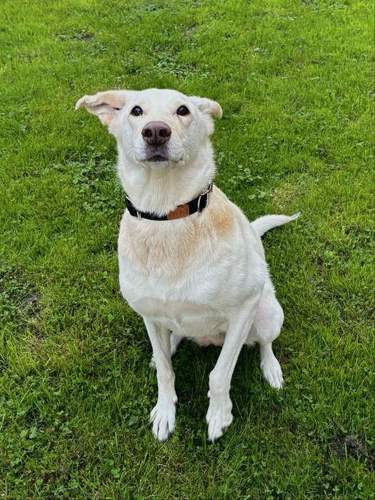 Pilnie oddam psa w dobre ręce