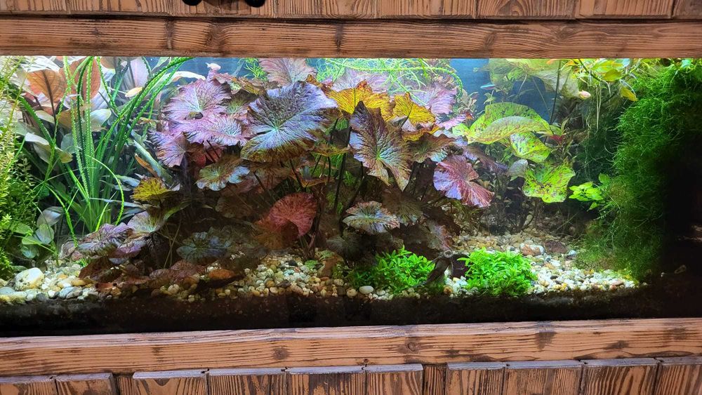 Nymphaea lotus tiger - lotos czerwony